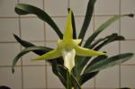 : - Angraecum sesquipedale var. angustifolium