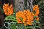 : - Ascocentrum garayi