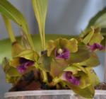 : - Bifrenaria inodora