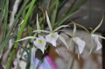 : - Brassavola tuberculata