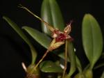 : - Bulbophyllum biflorum
