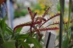 : - Bulbophyllum falcatum