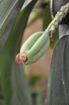 : - Bulbophyllum phalaenopsis