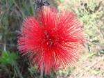 : - Calliandra dysantha