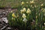 Gelbliche Schwertlilie - Iris lutescens