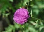 Alpen-Distel - Carduus defloratus