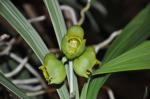 : - Catasetum macrocarpum
