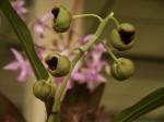 :-Catasetum punctatum