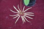 : - Bulbophyllum makoyanum