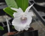 : - Cochleanthes amazonica