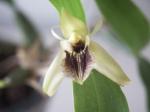: - Coelogyne fimbriata