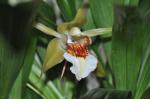 :-Coelogyne lawrenceana
