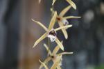 :-Coelogyne pulverula