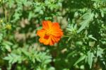 Gelbes Schmuckkörbchen - Cosmos sulphureus