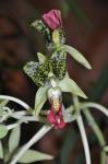: - Cymbidiella pardalina