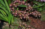 : - Cymbidium floribundum