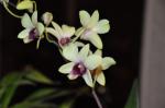 : - Dendrobium bigibbum