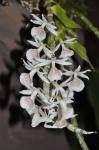 : - Dendrobium polyanthum