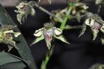 :-Dendrobium finisterrae