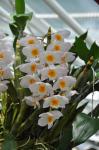 : - Dendrobium palpebrae