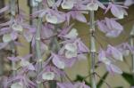 : - Dendrobium cucullatum