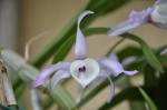 : - Dendrobium tortile