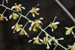 : - Dendrobium venustum