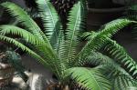: - Dioon rzedowskii