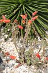 : - Echeveria harmsii
