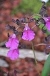 : - Psychilis atropurpurea