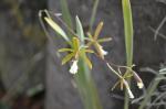 : - Encyclia microbulbon