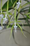 : - Epidendrum ciliare