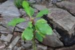 Spuckpalme - Euphorbia leuconeura