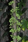 :-Ficus habrophylla