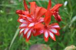 Kardinals-Gladiole - Gladiolus cardinalis