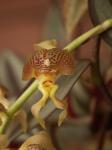 : - Grobya amherstiae