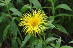Geäugte Sonnenblume - Helianthus atrorubens