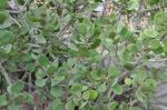 : - Kalanchoe dinklagei