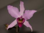 : - Laelia anceps