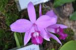 : - Cattleya sincorana