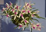 : - Leptotes bicolor