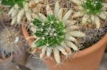 : - Mammillaria longimamma