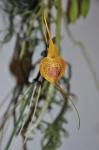 : - Masdevallia princeps