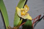:-Maxillaria nutans