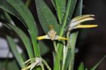 :-Maxillaria splendens