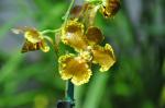 : - Oncidium forbesii