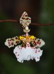: - Trichocentrum jonesianum