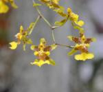 : - Oncidium panamense