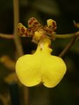 :-Trichocentrum splendidum