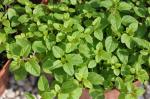 Türkischer Oregano - Origanum onites